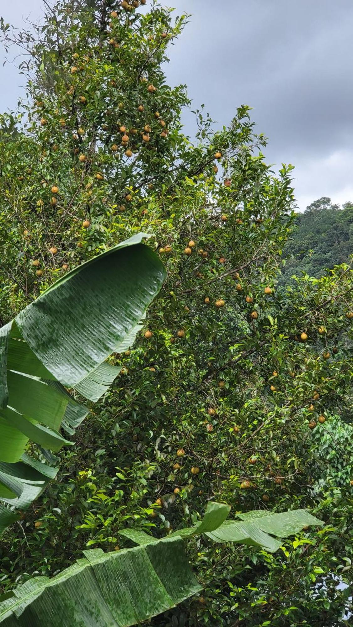 Green Cradle Munnar Exterior foto